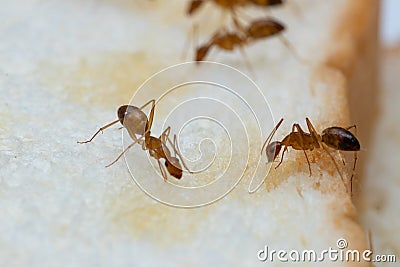 Anoplolepis gracilipes, yellow crazy ants, on Sliced â€‹â€‹bread, Stock Photo